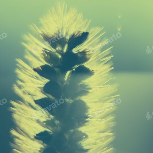 Preview: Wheat In The Sun, Detail