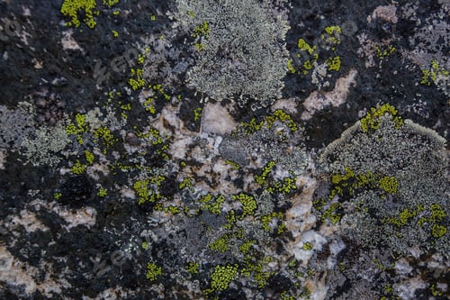 Preview: Texture Of The Stone With Moss On It, Himalayan