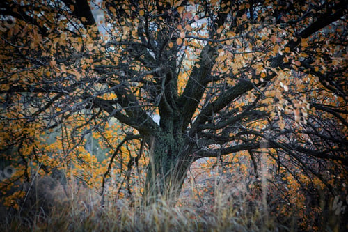 Preview: Yellow Autumn Tree