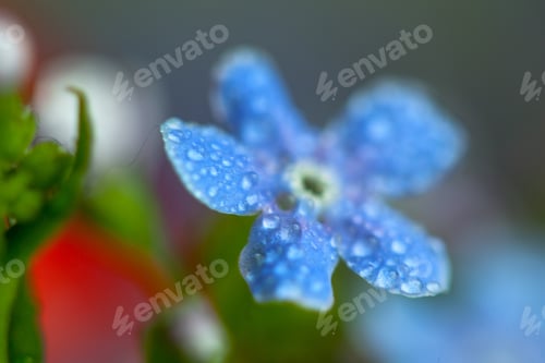 Preview: A Bunch Of Forget Me Nots With Morning Dew Drops