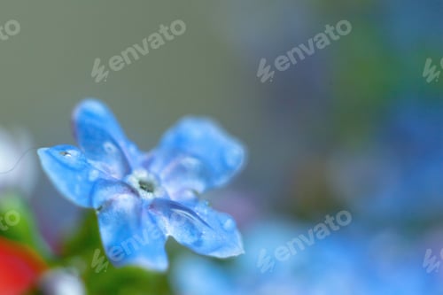 Preview: A Bunch Of Forget Me Nots With Morning Dew Drops