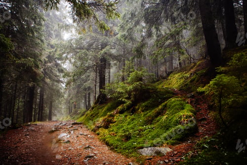 Preview: Spooky Forest With Path
