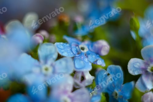 Preview: A Bunch Of Forget Me Nots With Morning Dew Drops