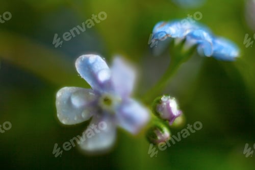 Preview: A Bunch Of Forget Me Nots With Morning Dew Drops