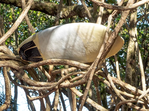 Preview: Surfboard Lies On The Branches Of A Tropical Tree.