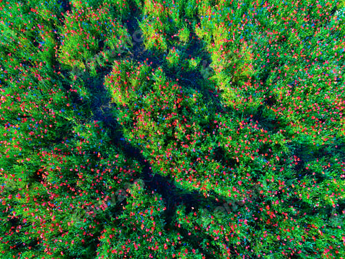 Preview: Large Field Of Red Poppy Flowers In Early Summer
