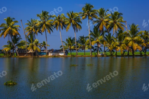 Preview: Palm Trees Taken On The Backwaters Of Kerala, India
