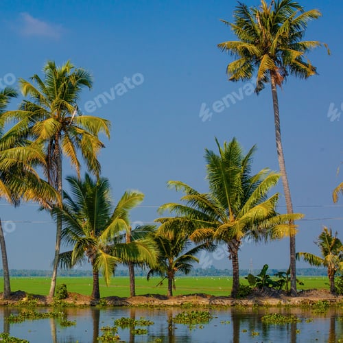 Preview: Palm Trees Taken On The Backwaters Of Kerala, India