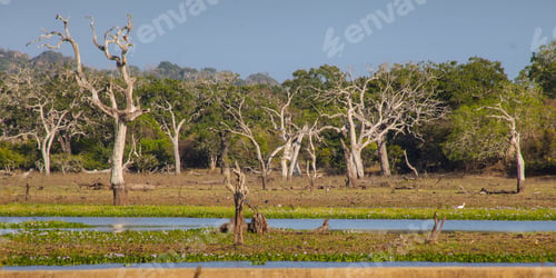 Preview: Birds, Nature And Landscape In Yala National Park