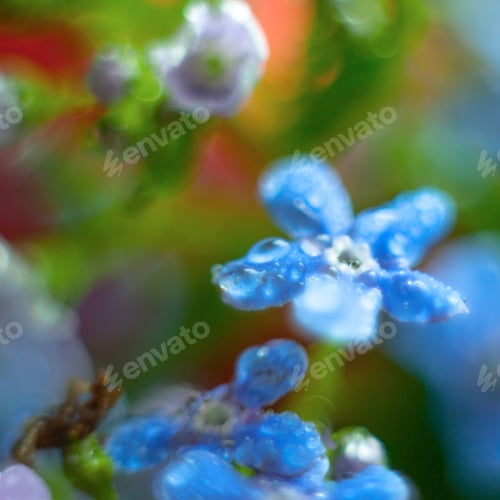 Preview: A Bunch Of Forget Me Nots With Morning Dew Drops