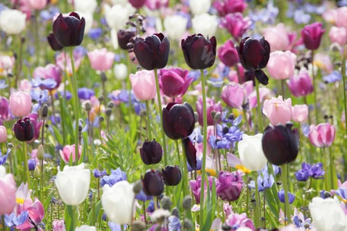 Preview: Colorful Tulips In The Park.
