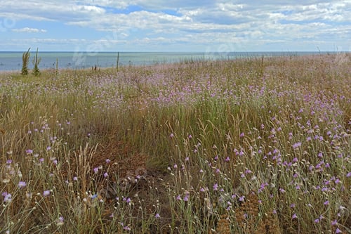 Preview: Beautiful Violet Flower Field With Tree, Sea Nearby