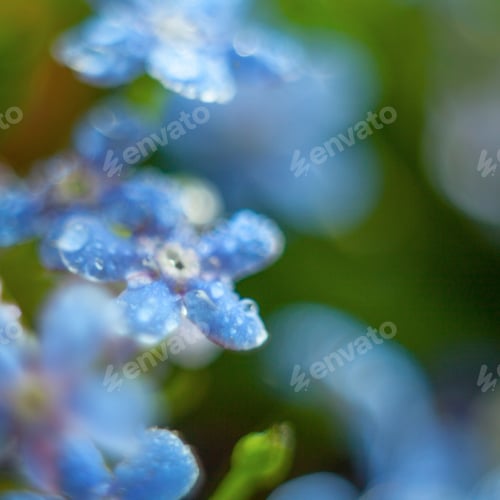 Preview: A Bunch Of Forget Me Nots With Morning Dew Drops