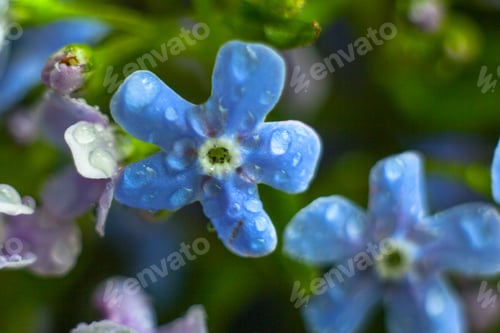 Preview: A Bunch Of Forget Me Nots With Morning Dew Drops