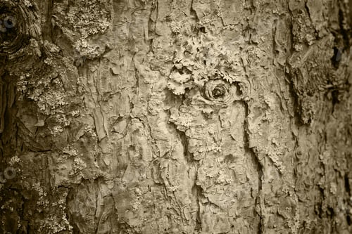 Preview: Texture Of Tree Bark