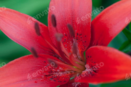 Preview: Macro Closeup Of The Red Lily Flower