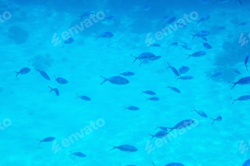 Preview: Underwater Life Of The Red Sea, With Fishes And Corals, Egypt