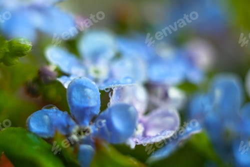 Preview: A Bunch Of Forget Me Nots With Morning Dew Drops