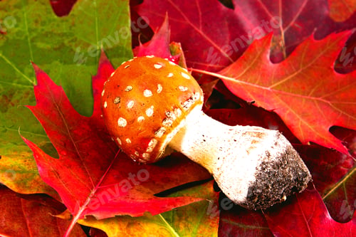 Preview: Autumn Background With Leafes And Mushrooms