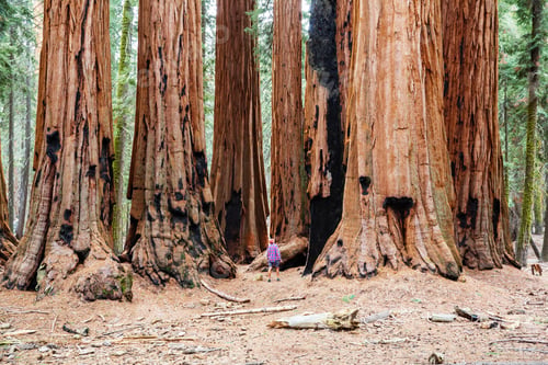 Preview: Sequoias Forest In Summer Season