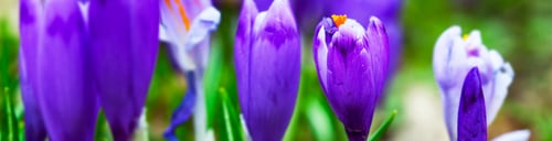 Preview: Violet Crocus Flowers In Early Spring