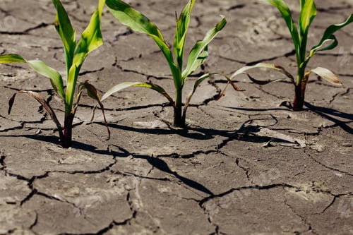 Preview: Dry Cracked Earth With Plant Struggling For Life, Drought