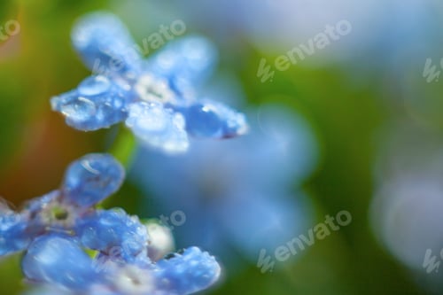 Preview: A Bunch Of Forget Me Nots With Morning Dew Drops