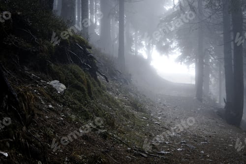 Preview: Foggy Dark Forest With A Black Slope