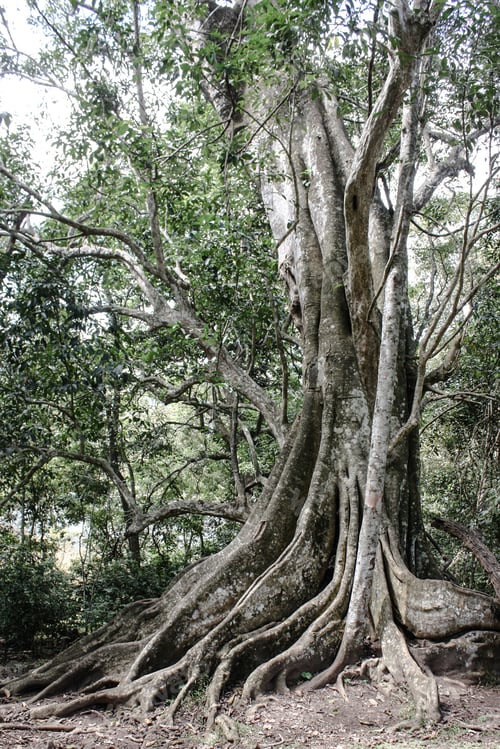 Preview: Big Tree Taken In Kerala, India