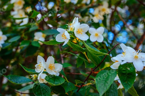 Preview: Fresh Aromatic Wgite Jasmine Flowers On Bush In June