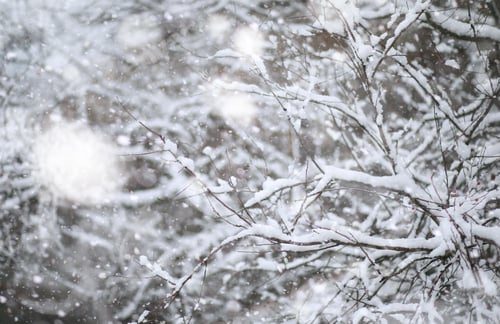 Preview: Winter Park. Landscape In Snowy Weather. January Day.