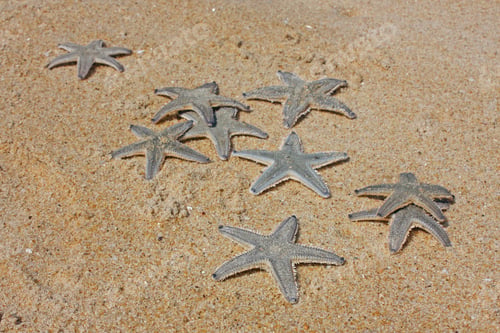 Preview: Sand Stars Sea Taken In Bekal, Kerala, India
