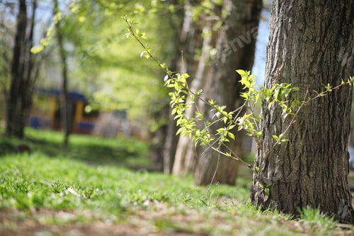 Preview: Spring Nature. Leaves And Bushes With The First Green Leaves In The Park In Spring. Green Leaves On