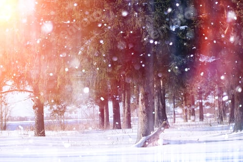 Preview: Winter Forest On A Sunny Day. Landscape In The Forest On A Snowy Morning. New Year Winter Forest.