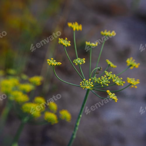Vista previa: Dill In The Garden Close Up