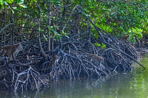 Preview: Eagle Feeding In Langkawi Island Mangrove Tour Kilim Geoforest Park.