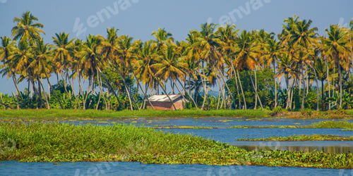 Preview: Palm Trees Taken On The Backwaters Of Kerala, India