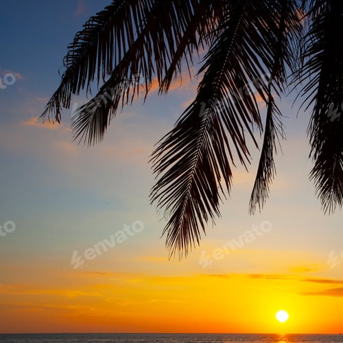 Preview: Palms And The Sunset Sky Taken On The Langkawi Island, Malaysia