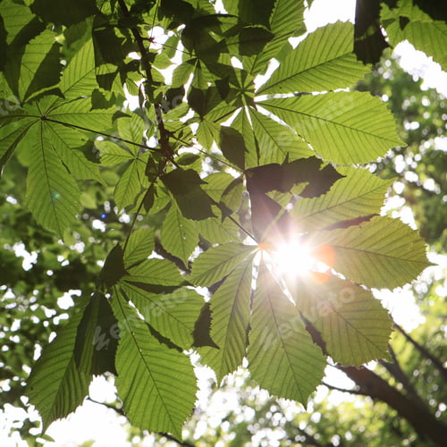 Preview: Chesnut Tree Leafes In Sun Light