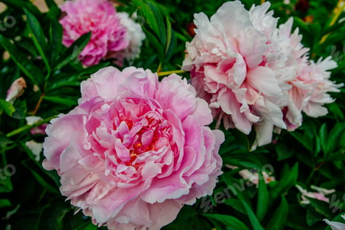Preview: Beutiful Peony Flower Taken In Botanical Garden In Summer