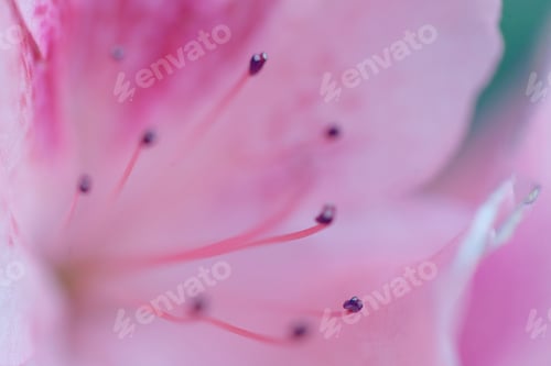 Preview: Bright Pink Rhododendron Macro Photo