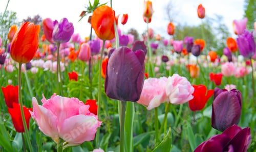 Preview: Colorful Tulips. Tulips In Spring,Colourful Tulip