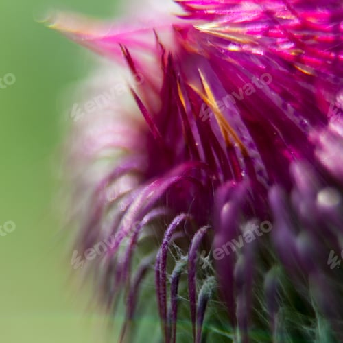 Preview: Closeup Of A Milk Thistle Flower