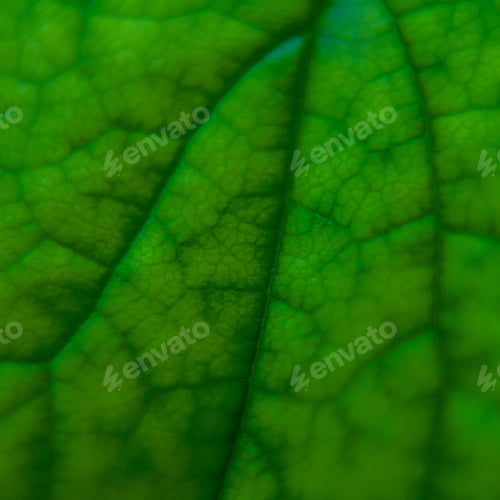 Preview: Close Up Of Green Leaf Texture