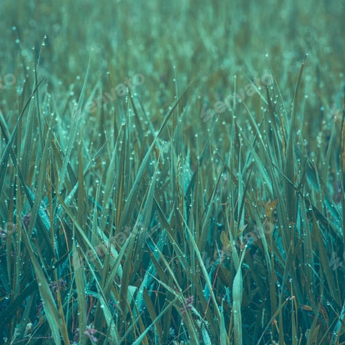 Preview: Fresh Thick Grass With Water Drops In The Early Morning