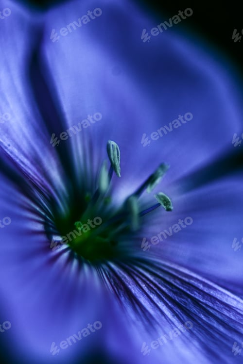 Preview: Close-Up Of Blue Flax Flower. Macro