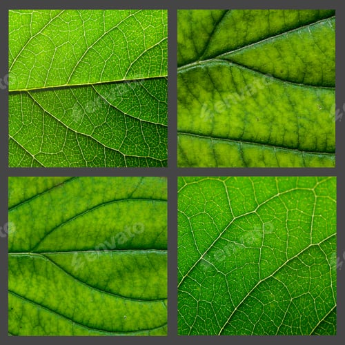 Preview: Green Leaf With Structure, Macro