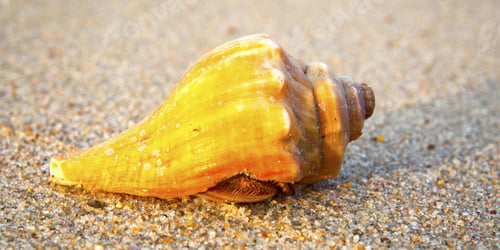 Preview: Beautiful White Sea Shell On Sand Background