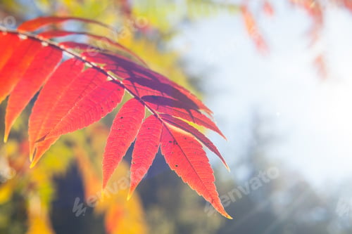 Preview: Autumn Leaves On A Tree Background