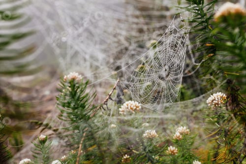 Preview: Spider Net With Water Drops, Early Morning Fog